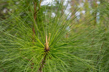 Green pine branch with textured needles in the forest ~EVERGREEN~