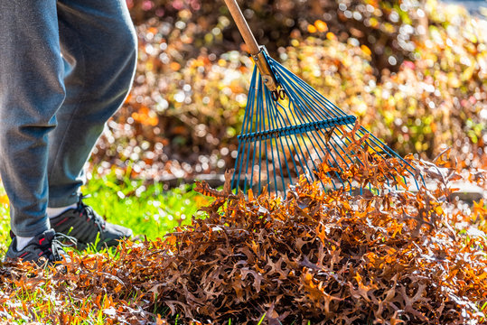 Person homeowner in garden front yard backyard raking collecting dry autumn foliage oak leaves pile standing with rake in fall sunny sunlight