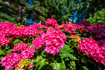 St Paul's Cathedral garden in London, UK during summer with closeup of vibrant vivid pink hydrangea flowers in green garden wide angle