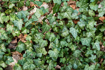 evergreen ivy wall background