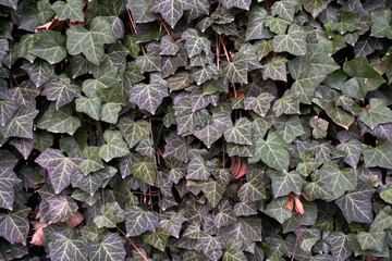 evergreen ivy wall background