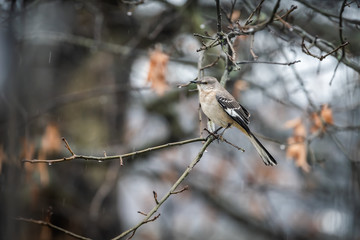 Wet one northern mockingbird bird sitting perched on oak tree branch during winter with bokeh background and spring rain on rainy day in Virginia and water drops