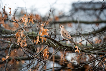 Mourning dove wet bird sitting perched on oak tree branch during winter rain closeup in Virginia with water drops