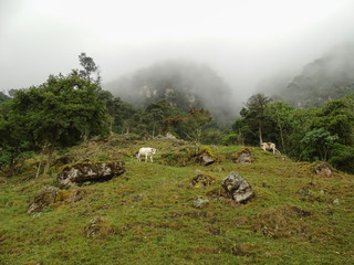 Vacas