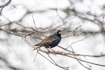 European starling one bird sitting on oak bare tree branch during winter snow closeup in Virginia isolated