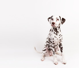 Dalmatian sitting, looking aside, isolated on white