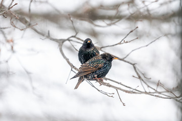 European starling two birds couple pair sitting on oak bare tree branch during winter snow closeup in Virginia snowflakes