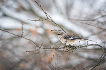 One northern mockingbird bird sitting perched on oak tree branch during winter with bokeh background in Virginia