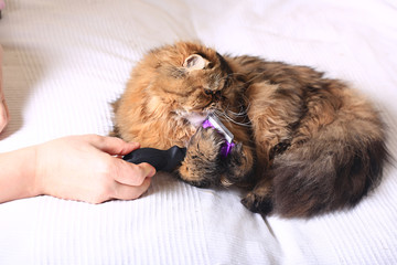 combing longhair cat. Persian exotic cat