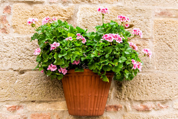 Fototapeta na wymiar Monticchiello, Italy town or village city in Tuscany closeup of pink geranium flower pots decorations on summer day with nobody stone wall architecture