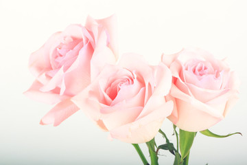pink roses on a light background