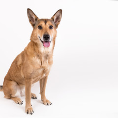 Red hair dog sitting, looking at the camera, isolated on white