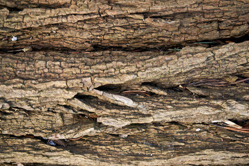 weathered and mossy green bark