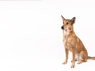 Red hair dog sitting, looking at the camera, isolated on white