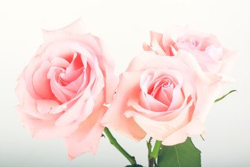 pink roses on a light background