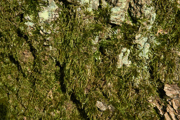 weathered and mossy green bark