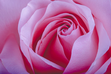 pink roses on close-up