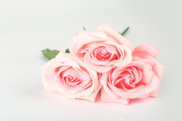 Fototapeta na wymiar pink roses on a light background