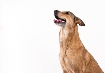 Red hair dog sitting, looking at the camera, isolated on white