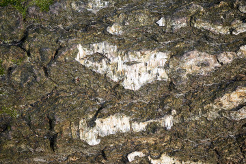 weathered and mossy green bark