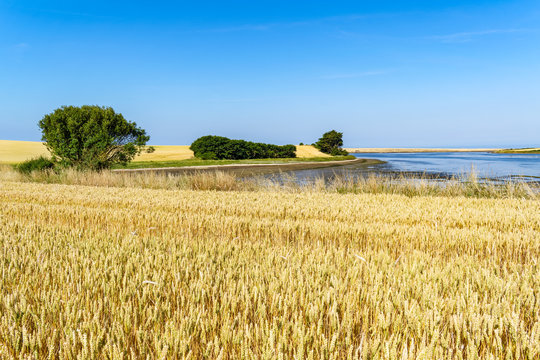 A field of wheat next to an area of water, with trees at the side. Taken in Dorset, United Kingdom. Chesil Beach is visible in the distance.