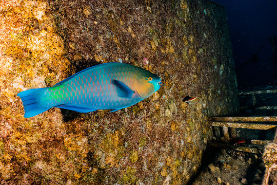 รูปภาพPollyfish – เลือกดูภาพถ่ายสต็อก เวกเตอร์ และวิดีโอ6,968 | Adobe Stock