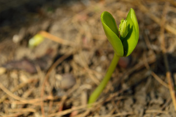 Brote verde