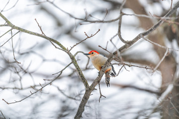 Virginia winter season and closeup of red-bellied woodpecker perched on oak branch with background of bare tree