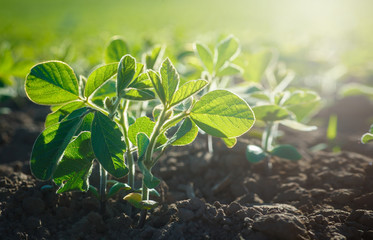 Glycine max, soybean, soya bean sprout growing soybeans on an industrial scale. Products for vegetarians. Agricultural soy plantation on sunny day.