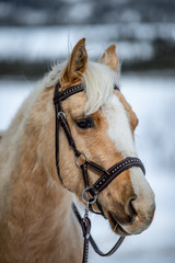 Horse wearing a hackamore 