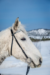 Grey Horse in Winter Background