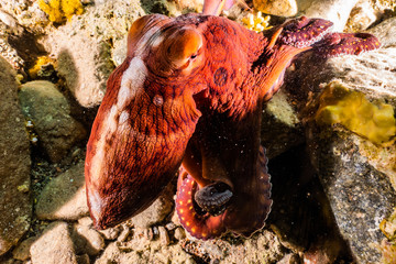 Octopus king of camouflage in the Red Sea, eilat israel 