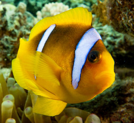 Obraz na płótnie Canvas Clownfish in the Red Sea Colorful and beautiful, Eilat Israel