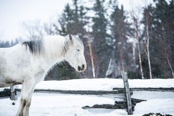 Fototapeta na wymiar Grey Horse in Winter Background