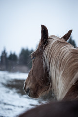 Chesnut horse in winter Background