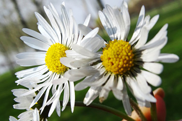 Fototapeta premium Daisies in the spring in green fields