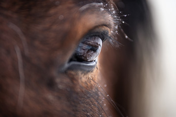 Close up on a bay horse eye