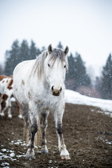 Fototapeta na wymiar Beautiful Grey Horse in Winter Background