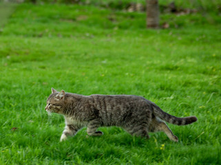 Naklejka na ściany i meble The cat runs through the spring, juicy and green grass. Photo taken in the garden.