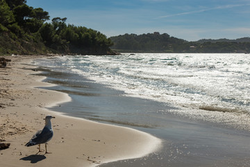 Fototapeta na wymiar Paradisiacal beach of Courtade, island of Porquerolles, in the south of France.