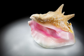 big conch shell
