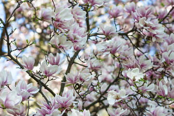 Blooming magnolia tree branch. Blurred background. Close up, selective focus.