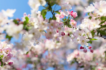 Blossom cherry tree branch. Blurred background. Close up, selective focus.