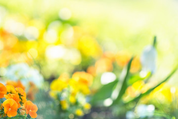 Blurred spring flowers background.