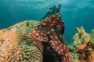 Octopus king of camouflage in the Red Sea, eilat israel 