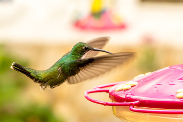 colibrí © viviana