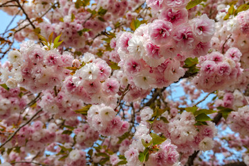 Beautiful full bloom of pink double cherry blossoms flowers in springtime sunny day at Ashikaga Flower Park, Tochigi prefecture, Famous travel destination in Japan