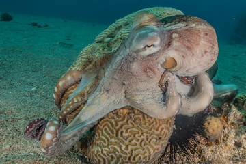 Octopus king of camouflage in the Red Sea, eilat israel 