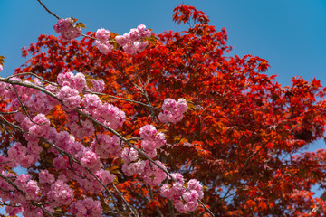 Beautiful full bloom of pink double cherry blossoms flowers in springtime sunny day at Ashikaga Flower Park, Tochigi prefecture, Famous travel destination in Japan