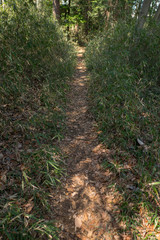 The path in a forest